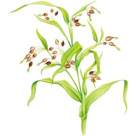 2号仓-山本汉方 薏米仁片 缓解皮肤粗糙扁平疣祛湿气水肿 促进新陈代谢激活皮肤免疫力 504片 3个装【第3类医药品】